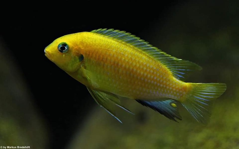 Tropheops macrophthalmus 'Lumbira'